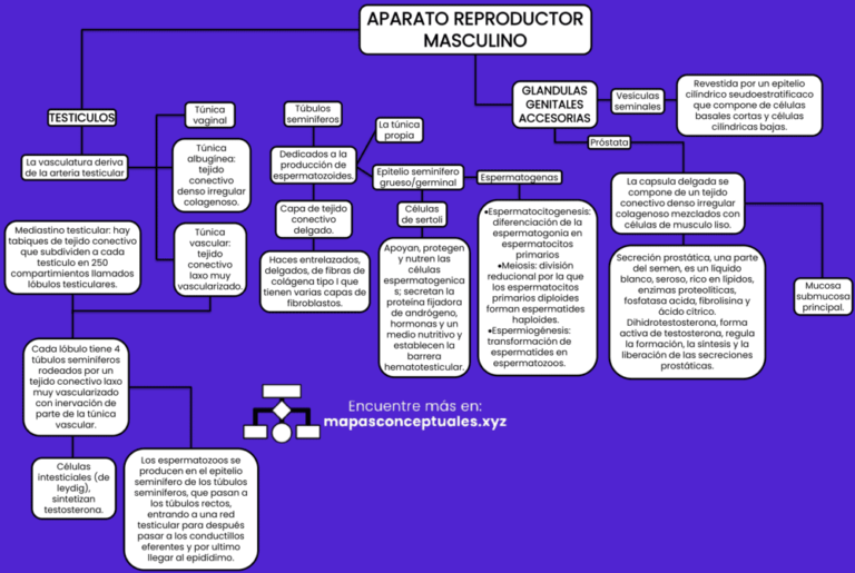Mapas conceptuales Aparato Reproductor Masculino 【Descargar】