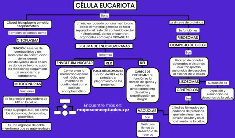 Mapas conceptuales de la Célula Eucariota 【Descargar】