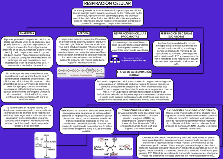 Mapa Mental De La Respiración Celular mapasconceptuales.xyz