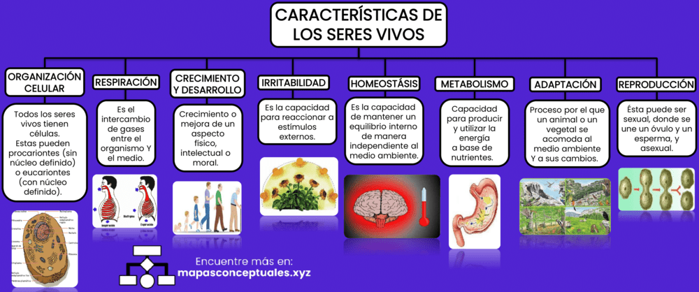 ▷ Mapas conceptuales Características de los Seres Vivos 【Descargar】