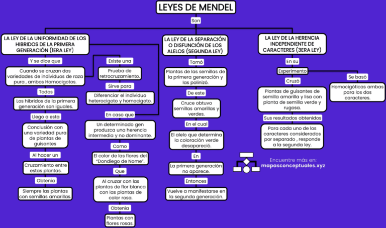 Mapas conceptuales de las Leyes de Mendel 【Descargar】