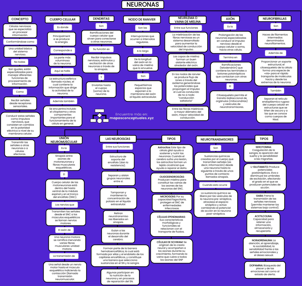 Mapa conceptual de las Neuronas 2