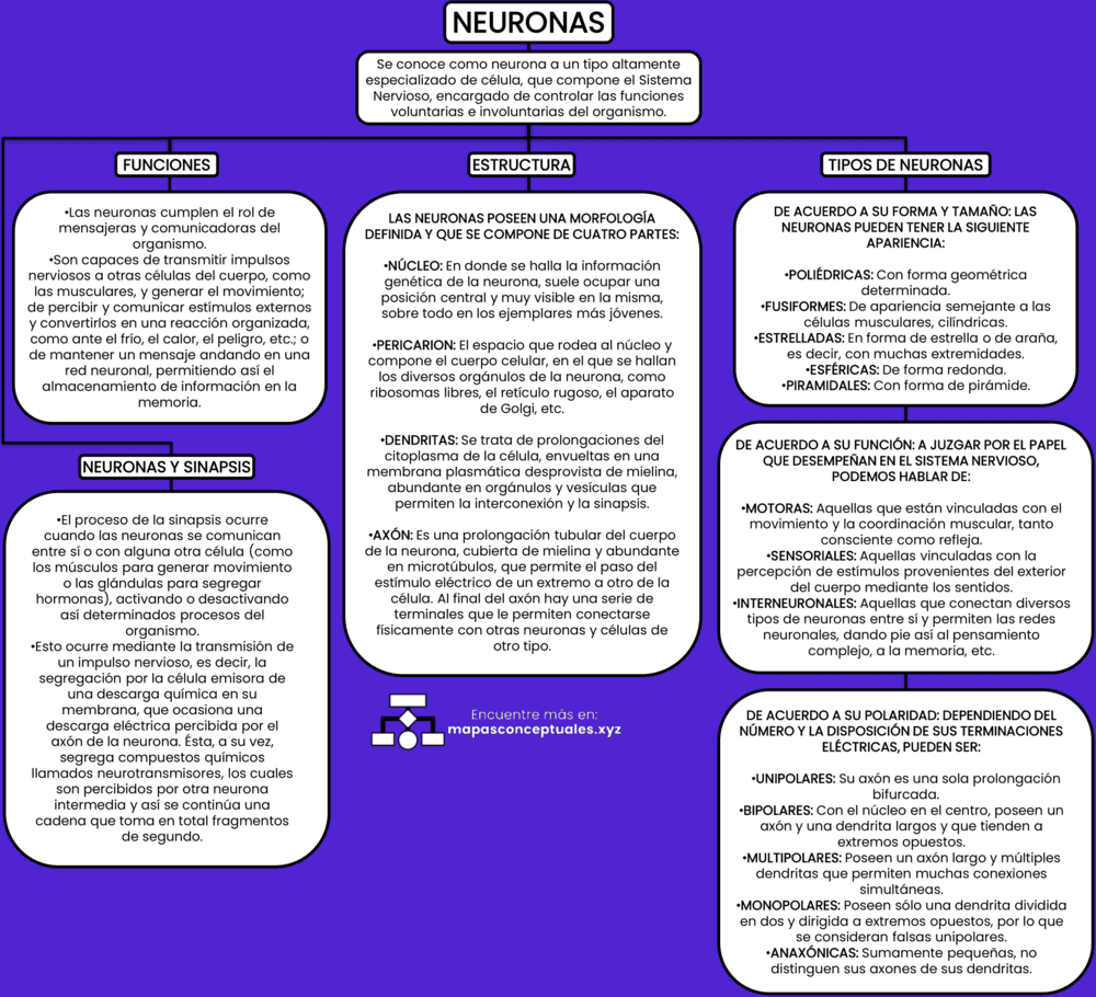 Mapa conceptual de las Neuronas 3