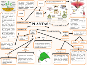 Mapa conceptual de las Plantas 2