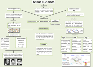Mapa conceptual de los Ácidos Nucleicos 5