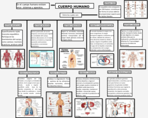Mapa conceptual del Cuerpo Humano