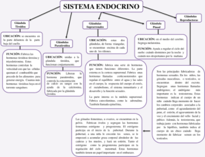 Mapa conceptual del Sistema Endocrino