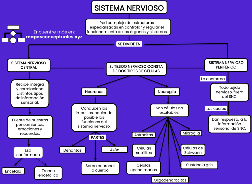 Mapas conceptuales del Sistema Nervioso 【Descargar】