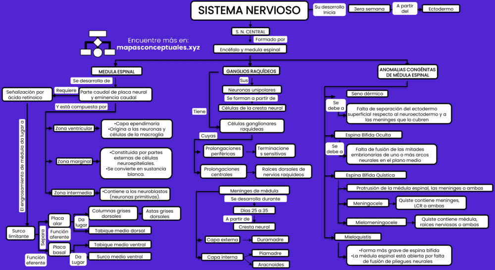 Mapas conceptuales del Sistema Nervioso 【Descargar】
