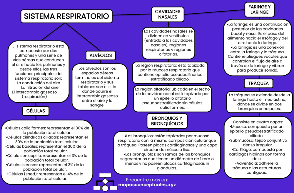 Mapa conceptual del Sistema Respiratorio 2