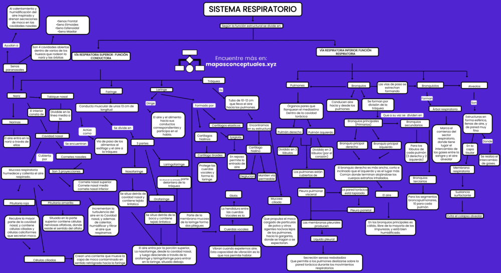 Mapa conceptual del Sistema Respiratorio 3
