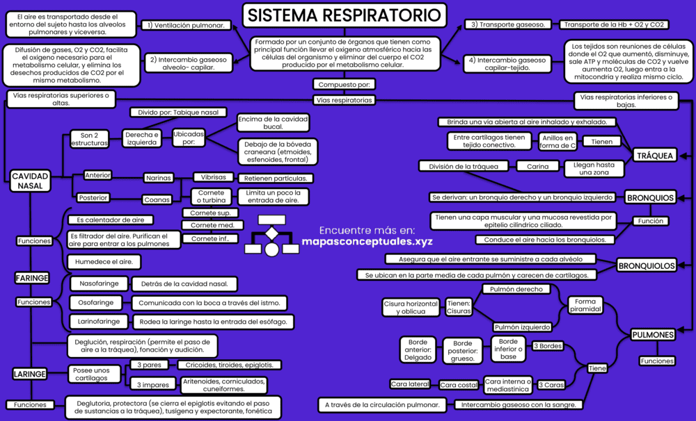 Mapa conceptual del Sistema Respiratorio