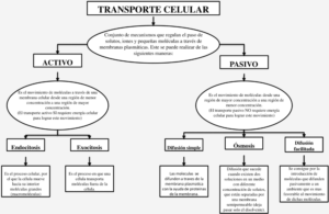 Mapa conceptual del Transporte Celular 4